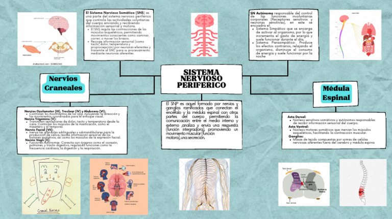 Mapa Mental del Sistema Nervioso Periférico | PDF | Sistema nervioso ...