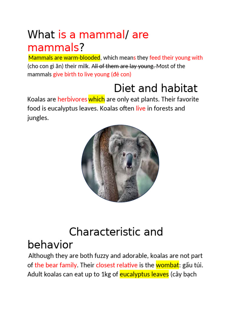 Understanding Mammals: Koalas Explained | PDF