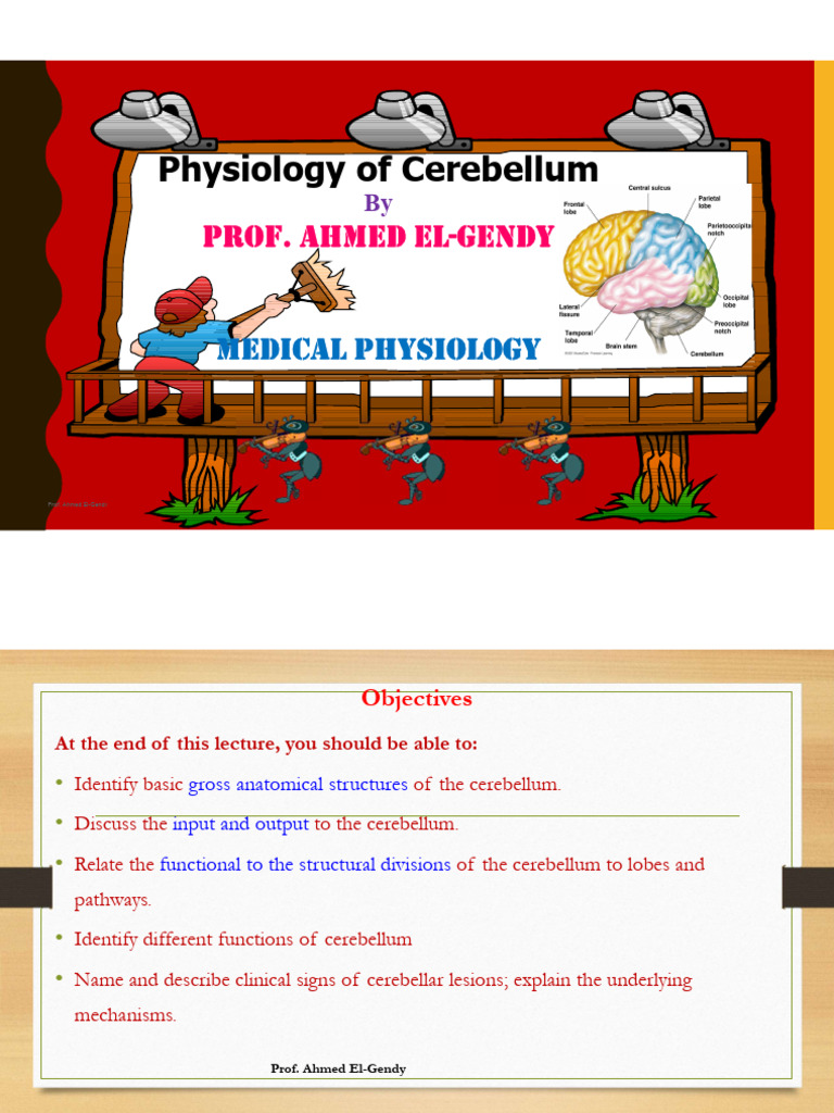 3- Physiology-of-the-cerebellum | PDF | Cerebellum | Human Anatomy