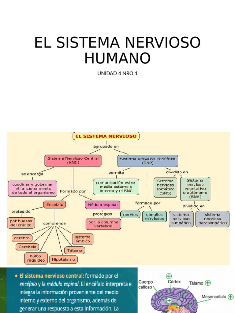 Unidad 4 n1 El Sistema Nervioso Humano | PDF