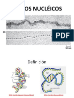 Acidos Nucleicos
