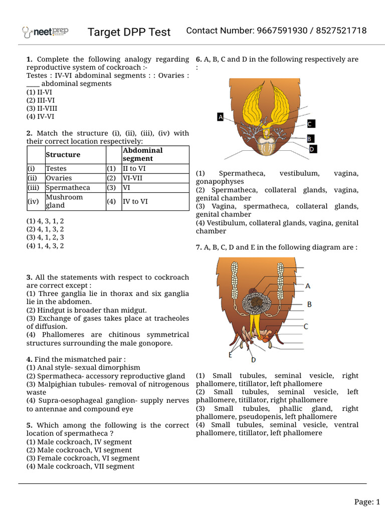 Cockroach Diagram Reproductive System