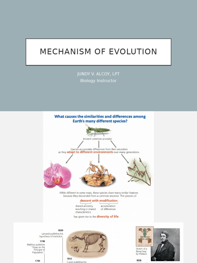 Mechanism of Evolution | PDF | Natural Selection | Evolution
