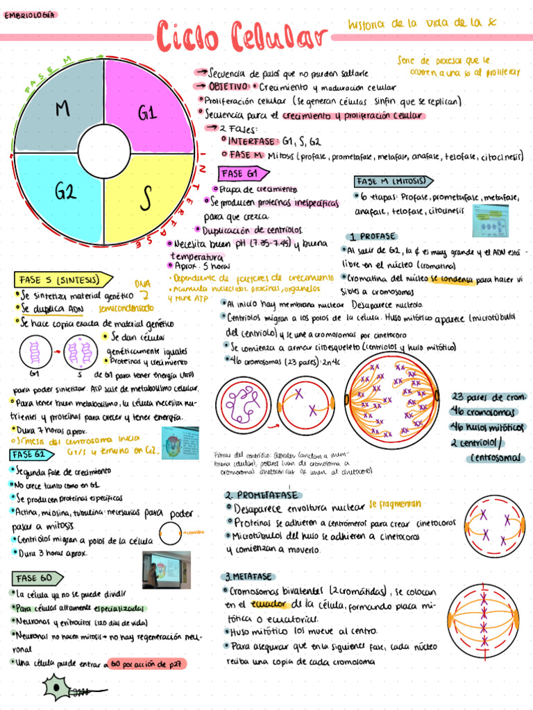 Ciclo Celular y Mitosis: Fases Clave | PDF | Mitosis | Mitosis