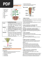 Types and Functions of Modified Roots | PDF | Root | Plant Stem