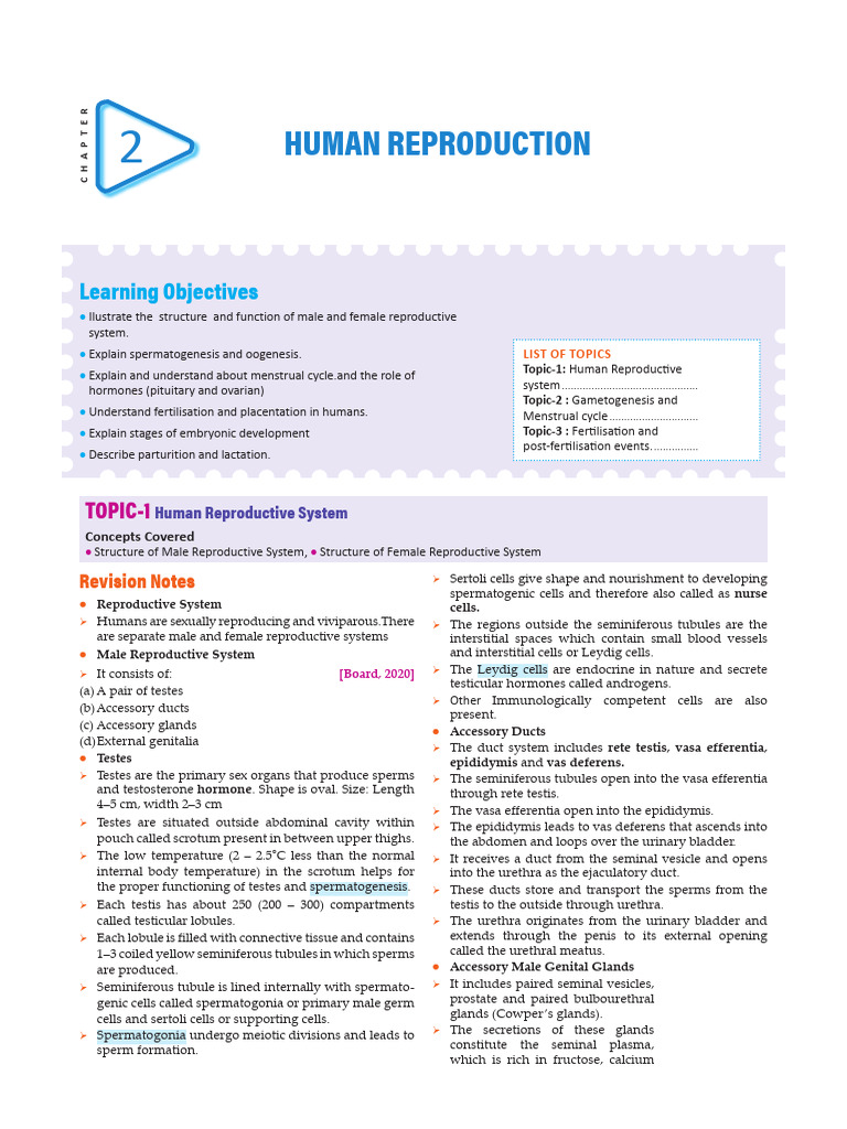 Human Male and Female Reproductive Systems | PDF | Menstrual Cycle ...