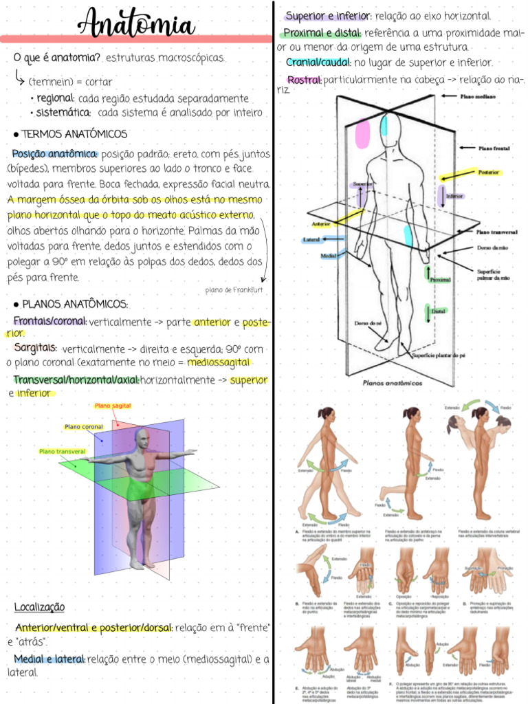 Anatomia | PDF