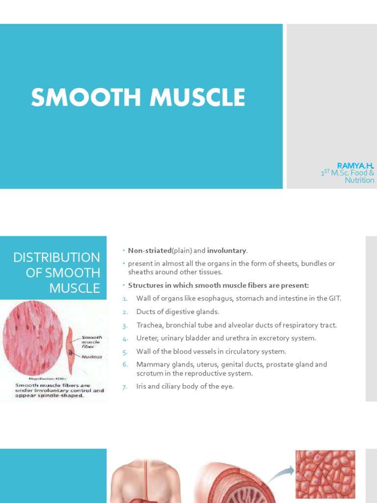 Smoothmuscle 161025190008 | PDF | Muscle | Muscle Contraction
