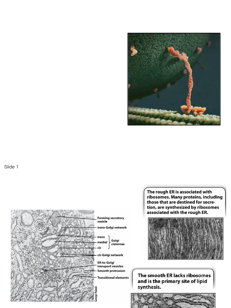 Lecture 19 (ER, Trafficking, Co-Translational Import) | PDF ...