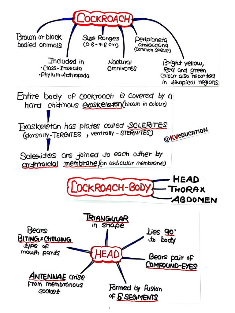COCKROACH | PDF