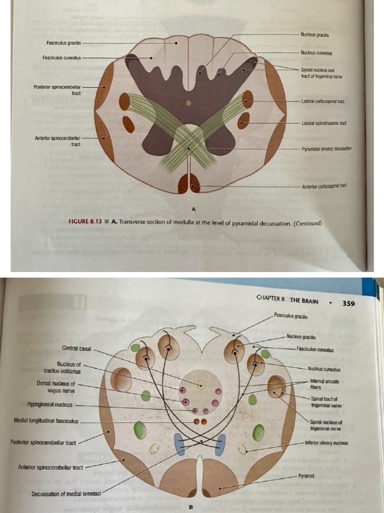 Medulla | PDF