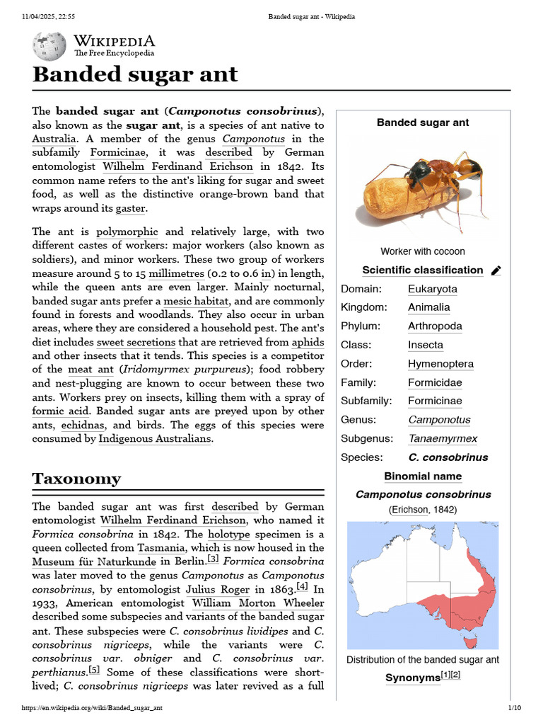 Banded Sugar Ant - Wikipedia | PDF | Ant | Myrmecology