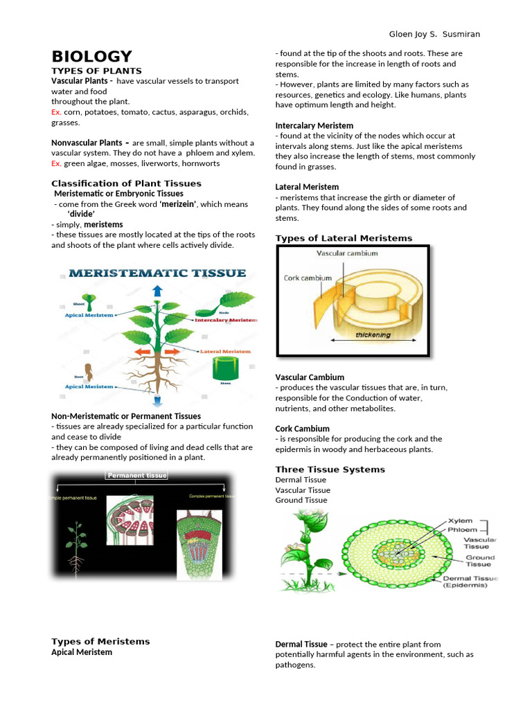 Plant Types and Tissue Classification | PDF | Tissue (Biology) | Plant Stem