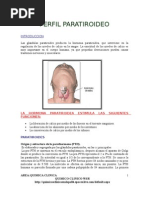 Sistema Endocrino Paratiroide