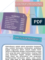 Elektroforesis Dna