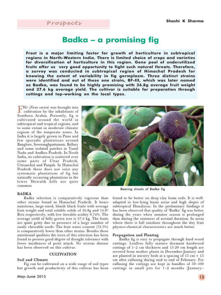 Ojsadmin, 06 Bodka | PDF | Trees | Horticulture