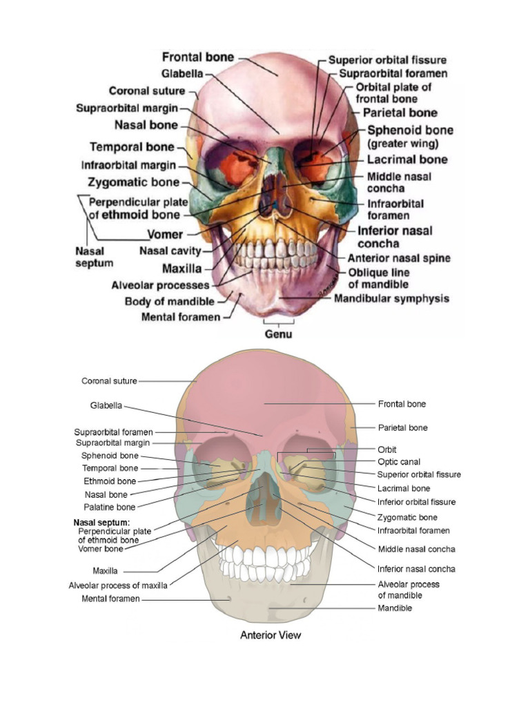 Anaphy Pictures | PDF