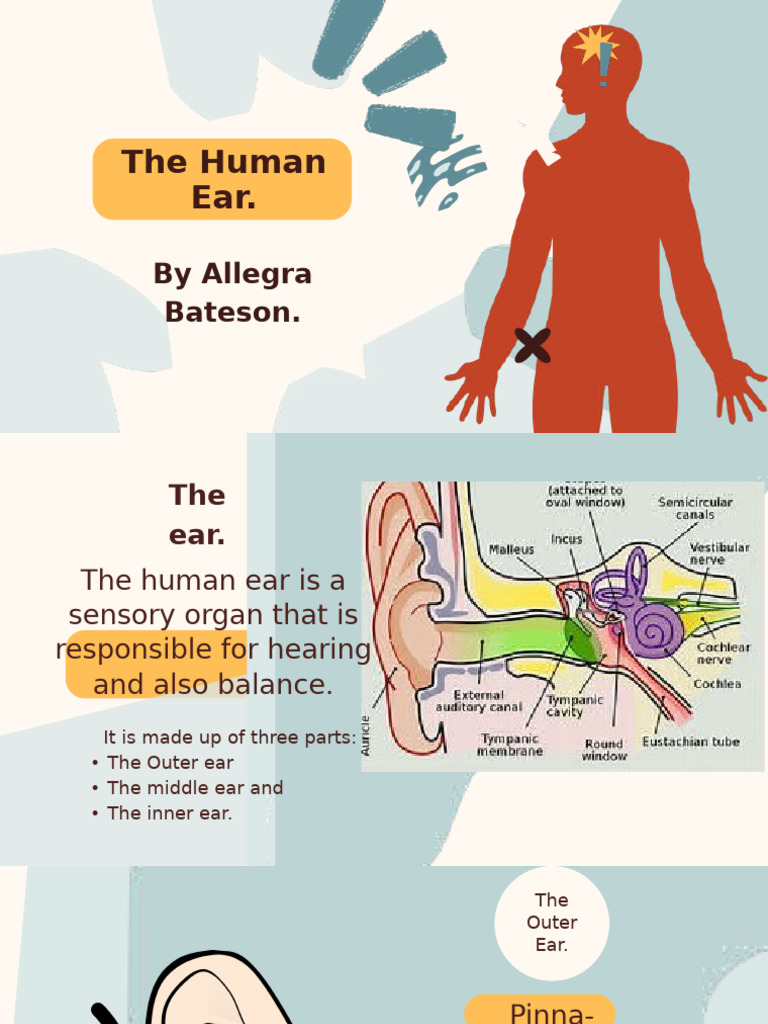 Anatomy and Care of the Human Ear | PDF | Ear | Auditory System