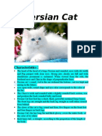 Persian Cat