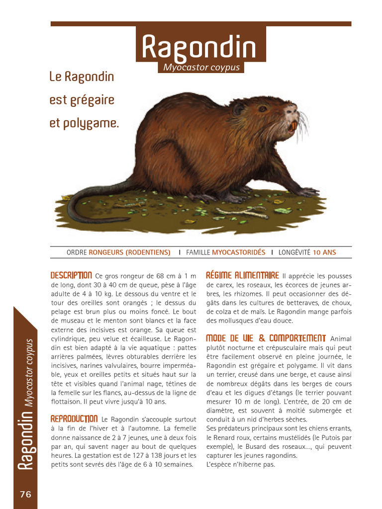 Différences entre Ragondin et Castor | PDF | Zoologie