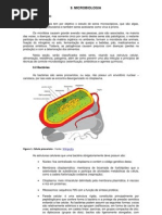 microbiologia