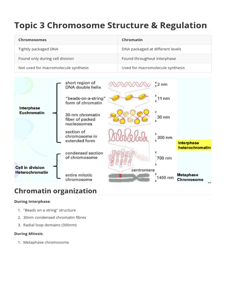 Topic 3 Chromosome Structure & Regulation | PDF | Histone | Chromatin
