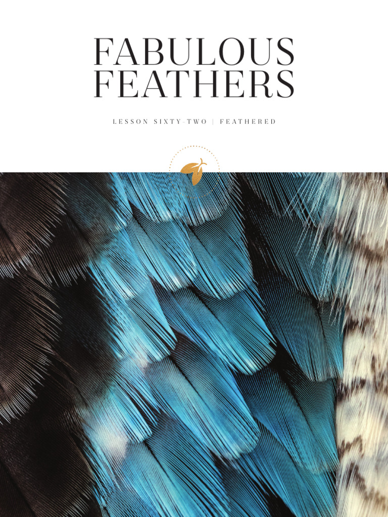 Understanding Bird Feather Types | PDF | Feather | Zoology