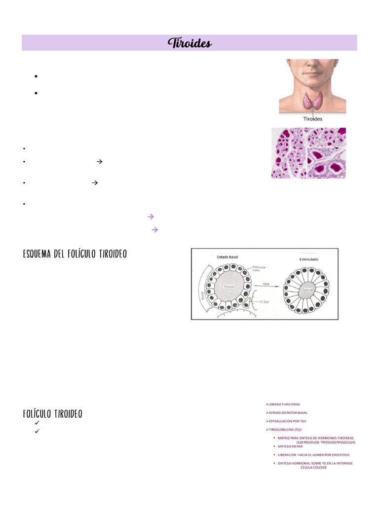 C2 B U5 Fisio | PDF | Hormona estimulante de la tiroides | Tiroides