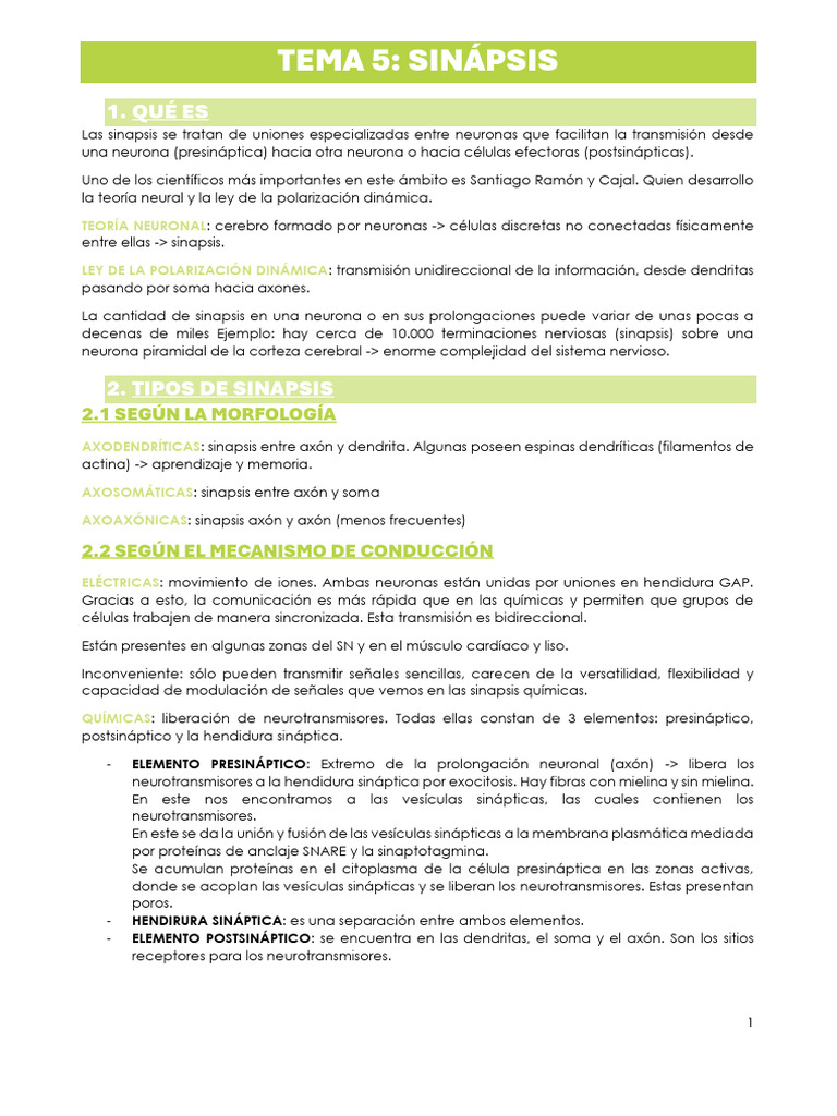 Tipos y Funciones de Sinapsis Neuronal | PDF | Sinapsis | Neurona