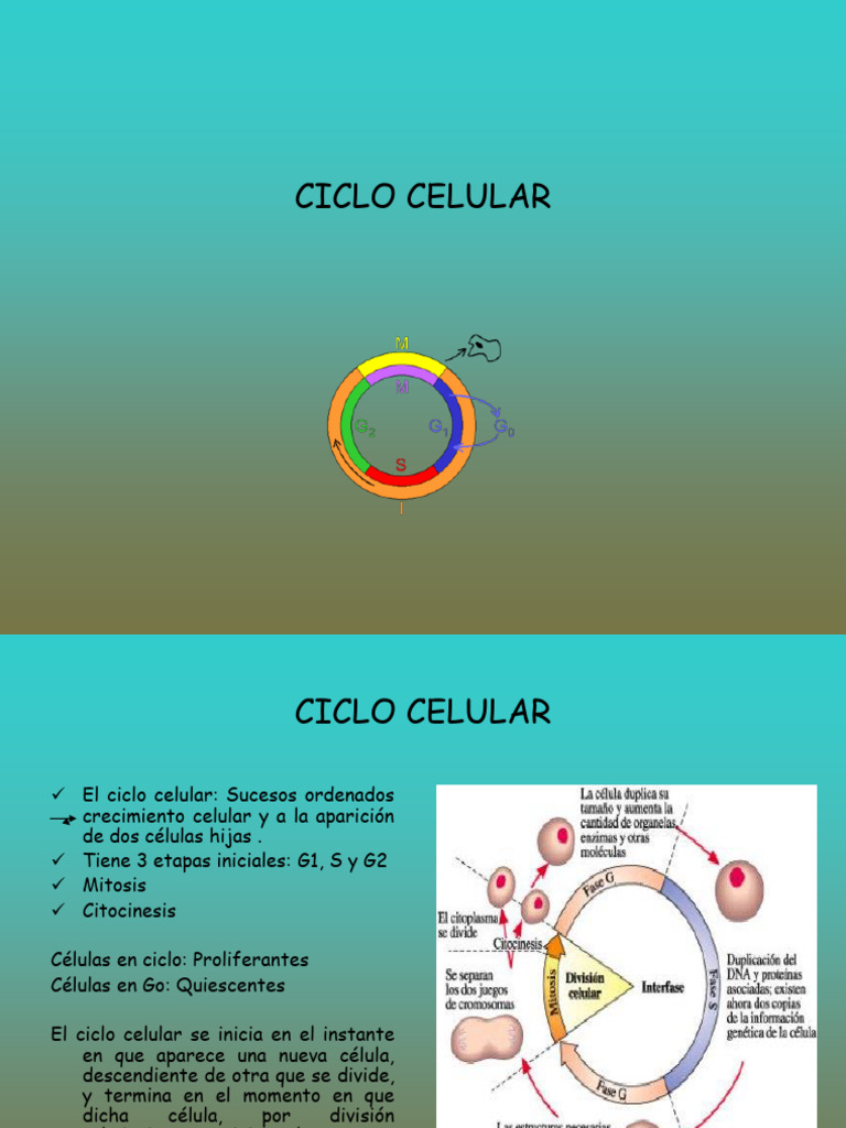 Fases del Ciclo Celular y Mitosis | PDF | Mitosis | Mitosis