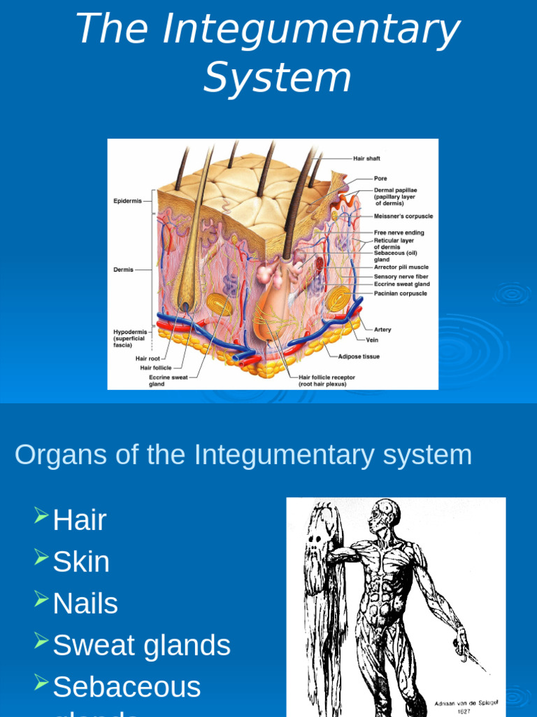 Overview of the Integumentary System | PDF | Skin | Integumentary System