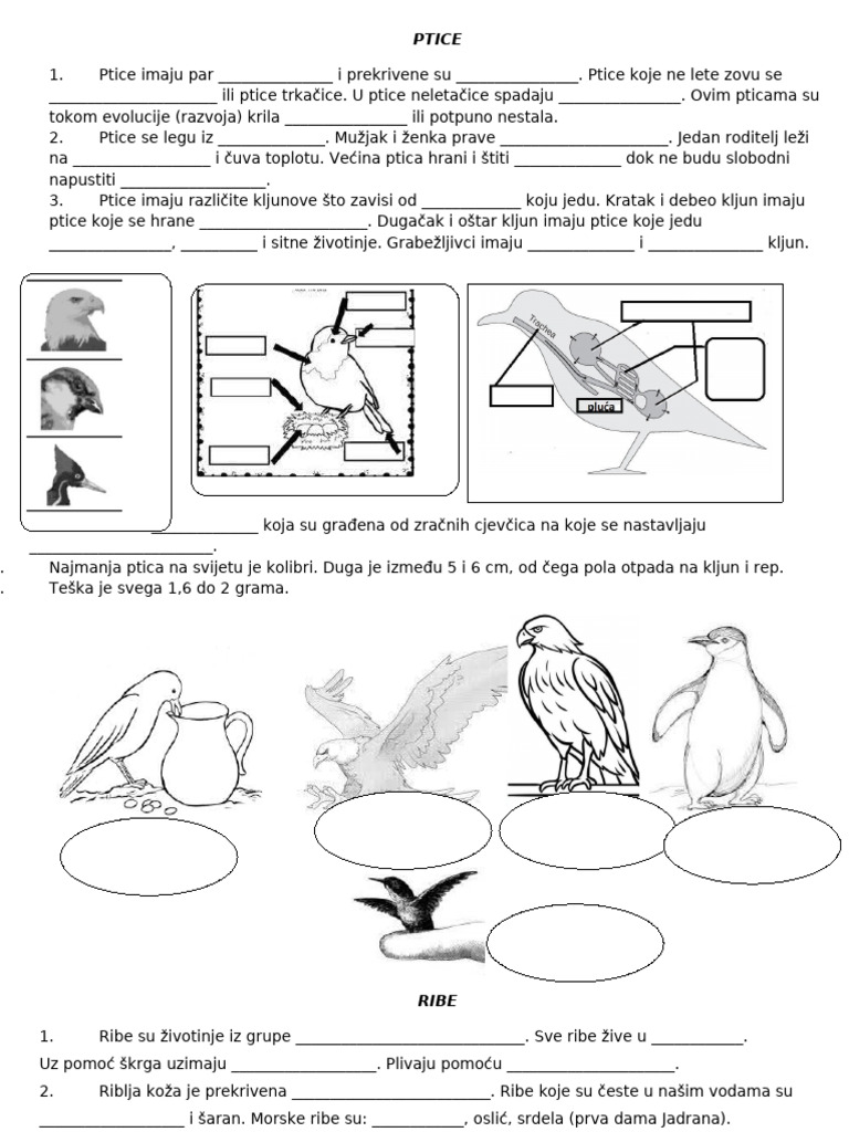 PTICE | PDF