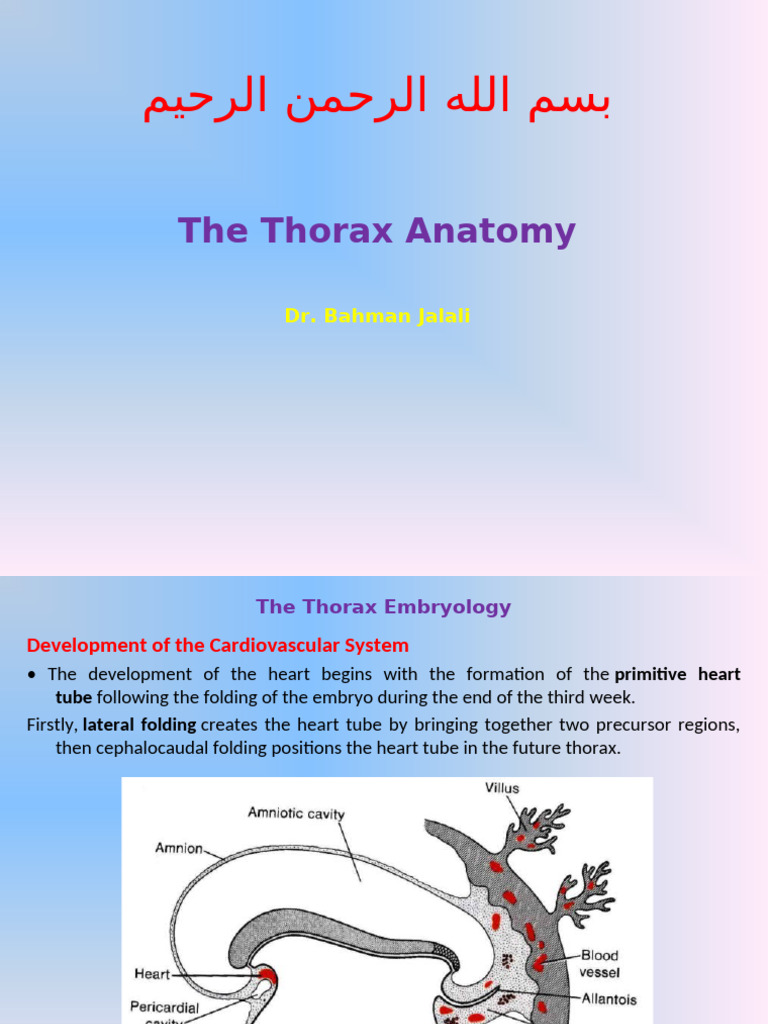 Thorax Embryology and Heart Development | PDF | Circulatory System ...
