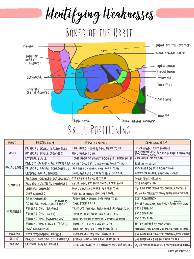 SkullPositioningandAnatomy RegistryReview | PDF
