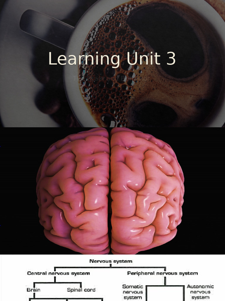 Midbrain Functions and Structures Overview | PDF | Cerebrum | Central ...