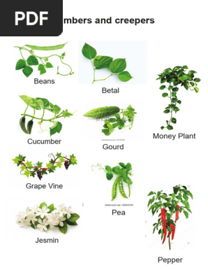 Climbers and Creepers Plant Examples | PDF