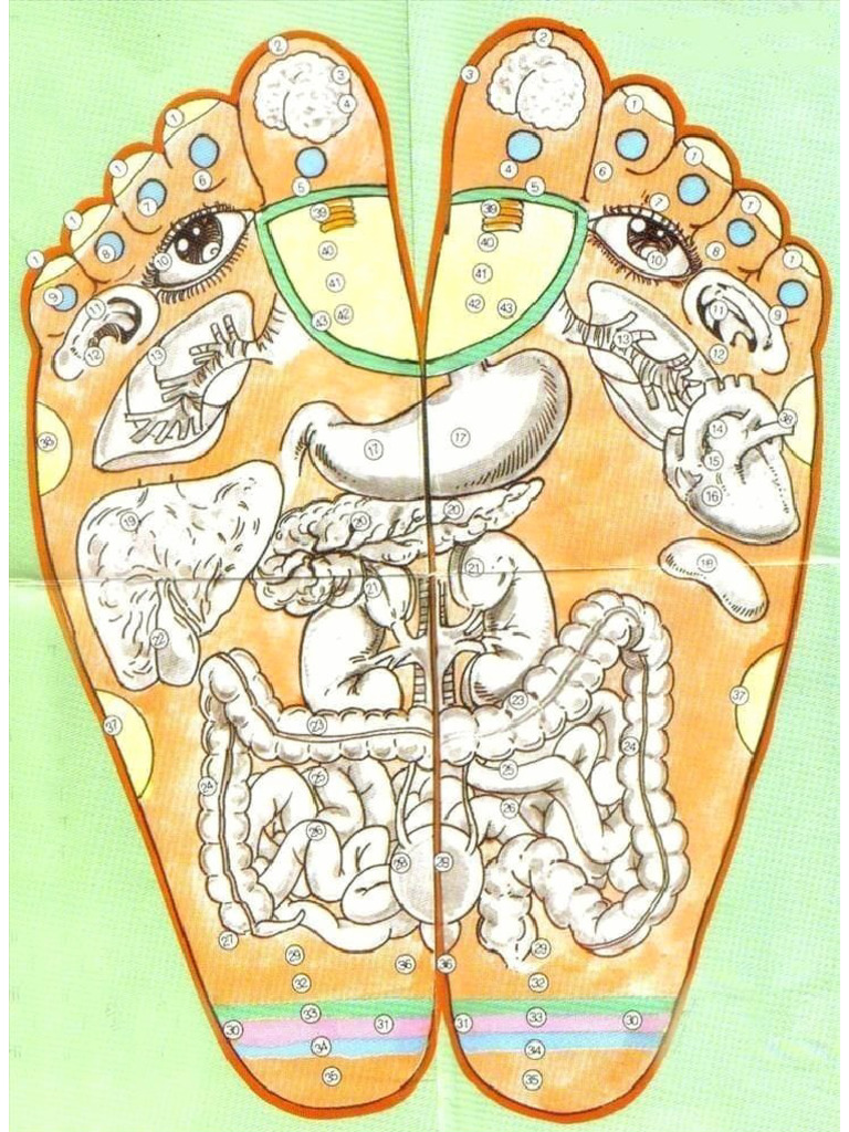 Reflexology and The Body | PDF