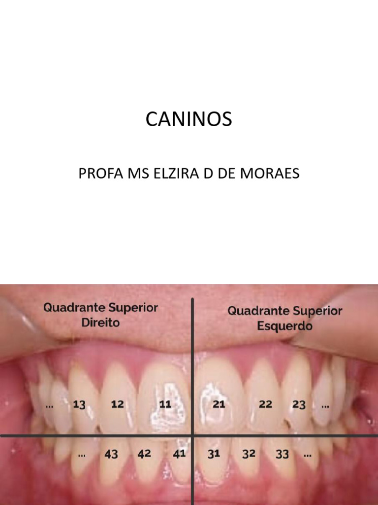 Aaula 6 - Caninos | PDF