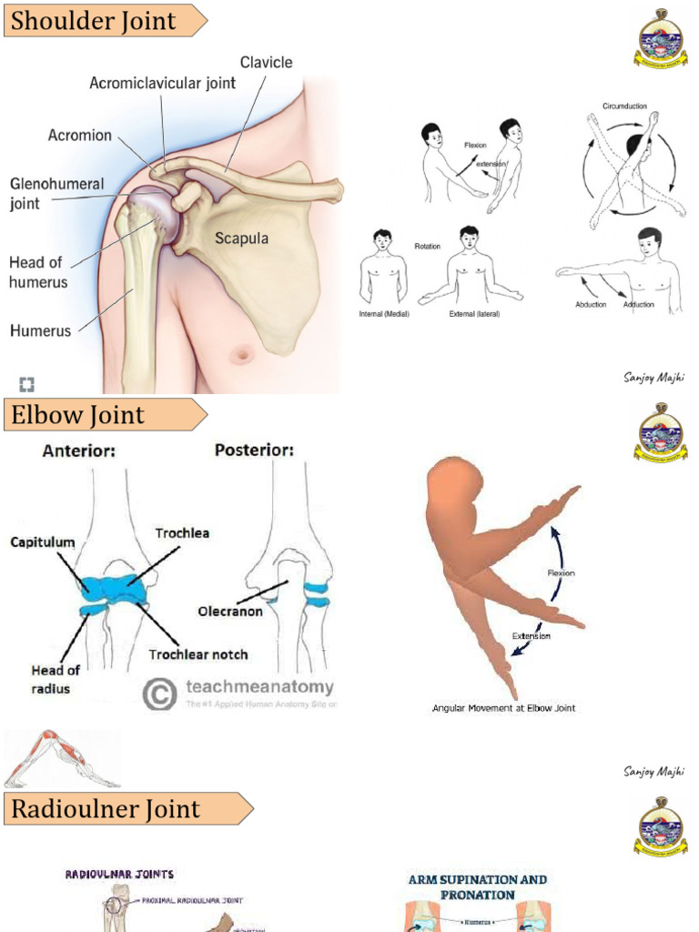 Joints & Movements Yoga Anatomy - PGDYN - 2025 | PDF | Anatomical Terms ...