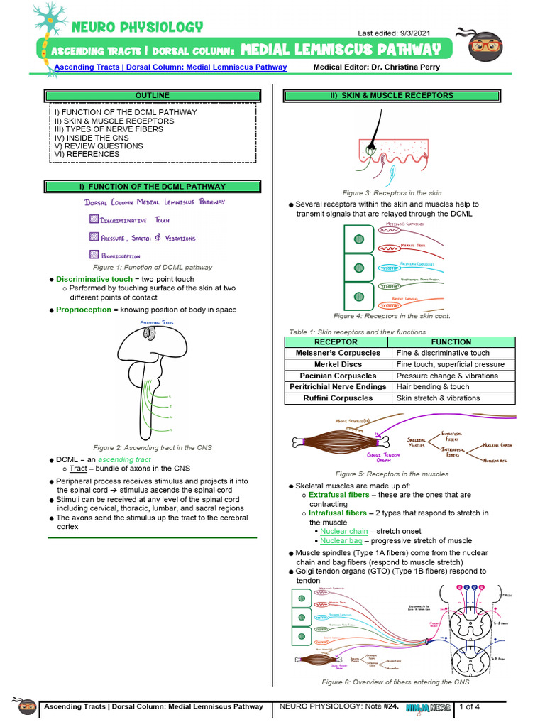 DCML Pathway: Function & Anatomy Overview | PDF | Spinal Cord ...