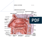 Anatomía de otorrinolaringología y neumología