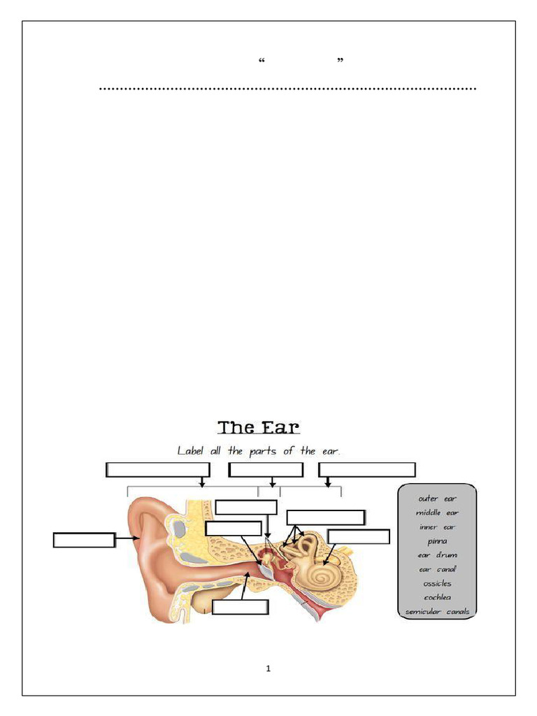 Grade 4 Science Test: Energy & Sound | PDF