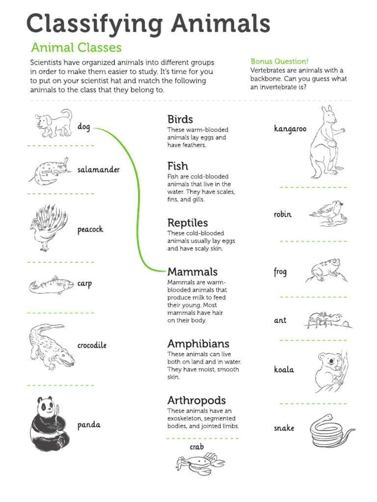 Classifying Animals H,W | PDF