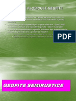 P.M.S.F lp Geofite