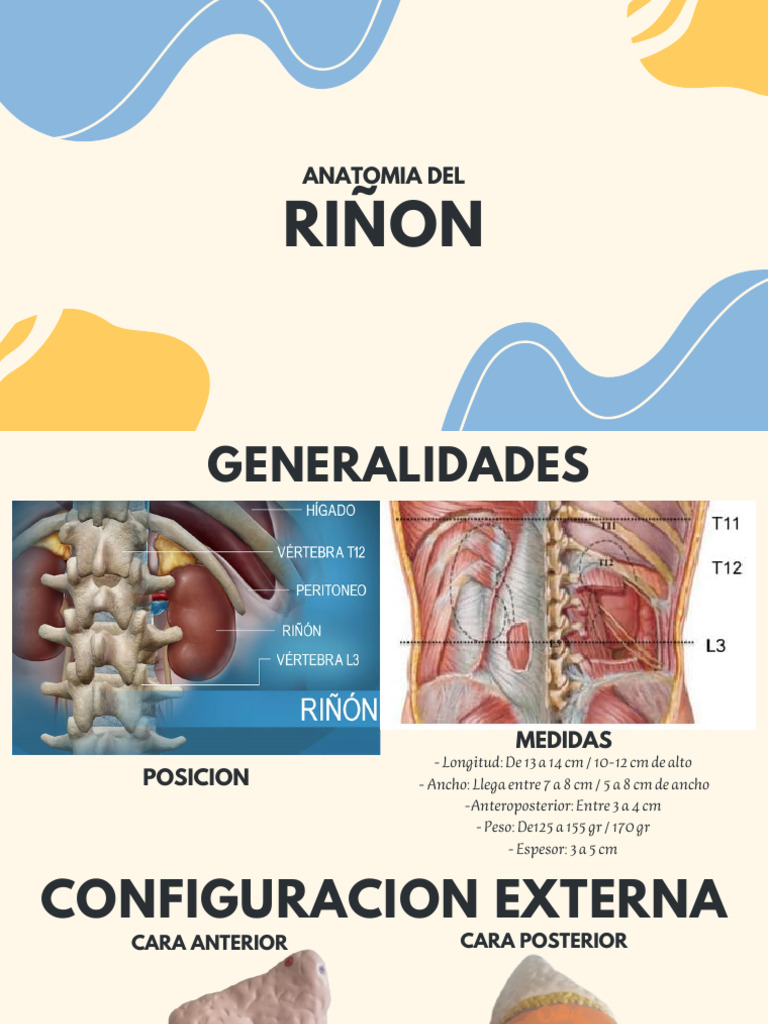 Anatomia Del Riñon | PDF