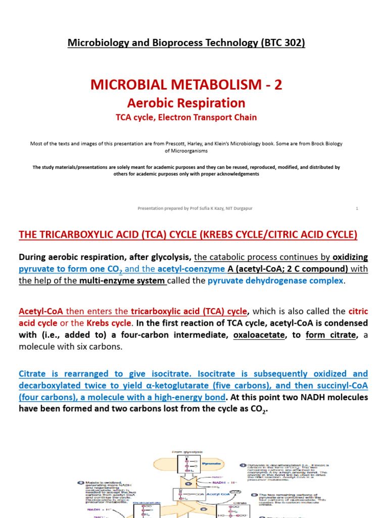 TCA Cycle and Electron Transport Chain | PDF | Diet & Nutrition | Chemistry