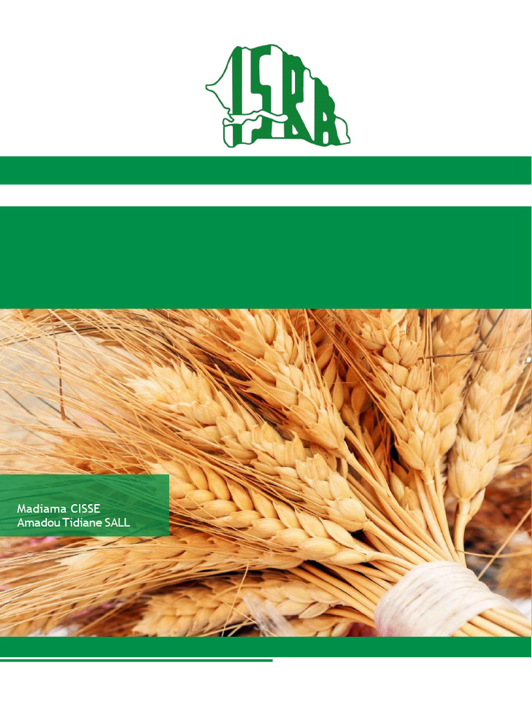 Guide de production du blé au Sénégal | PDF | Blé | Céréale