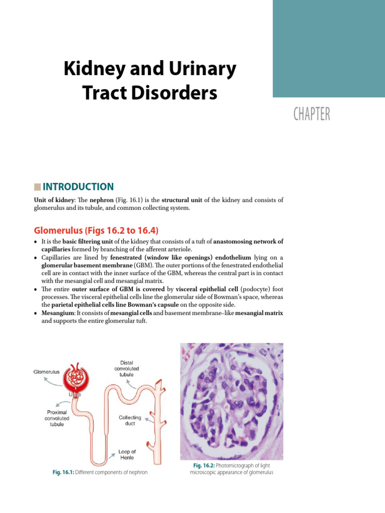 15. Kidney and Urinary Tract Disorders | PDF | Antigen | Diseases And ...
