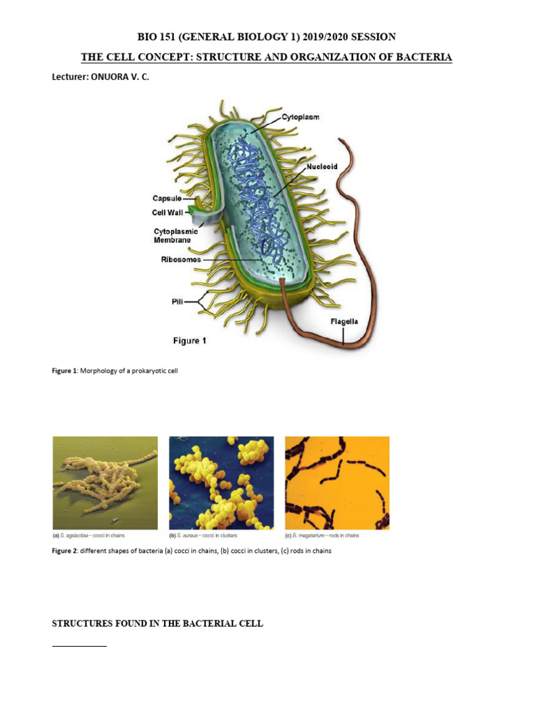 Bacterial Cell Structure and Functions | PDF | Cell Membrane | Bacteria