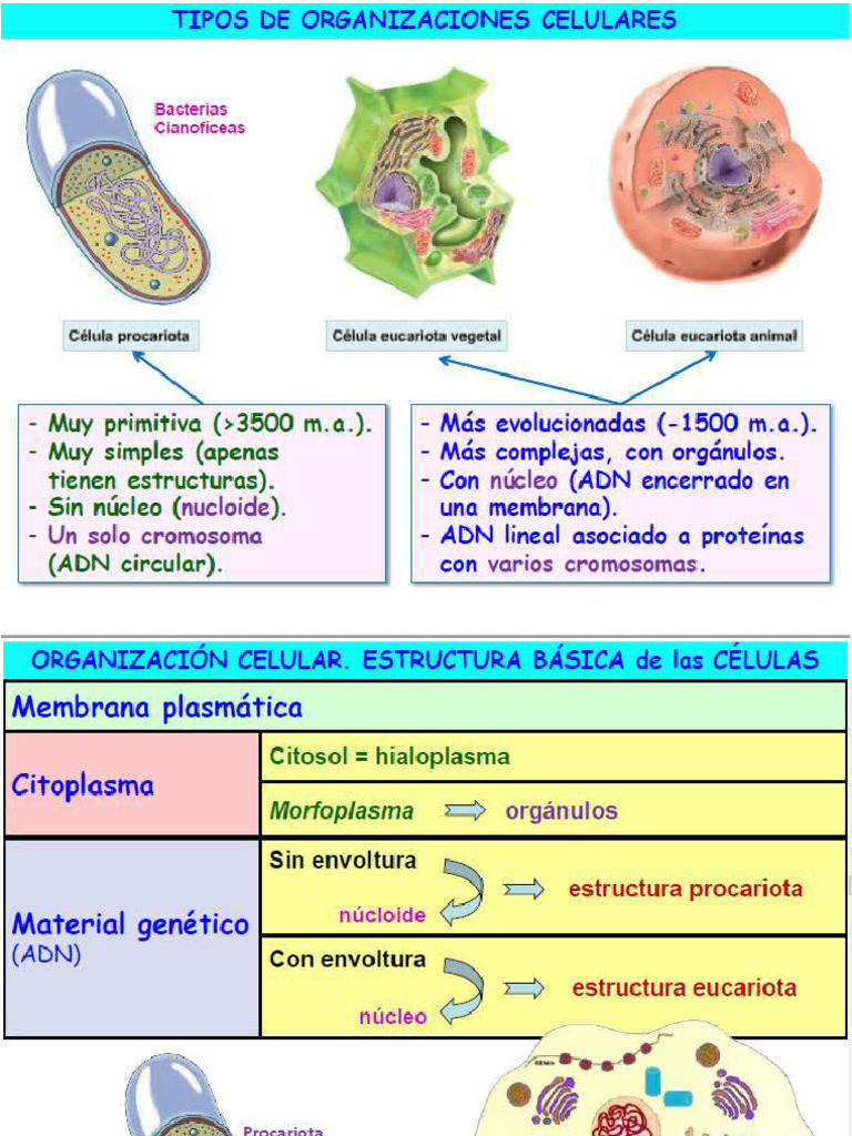 UD 1.2c Tipos de Celulas | PDF